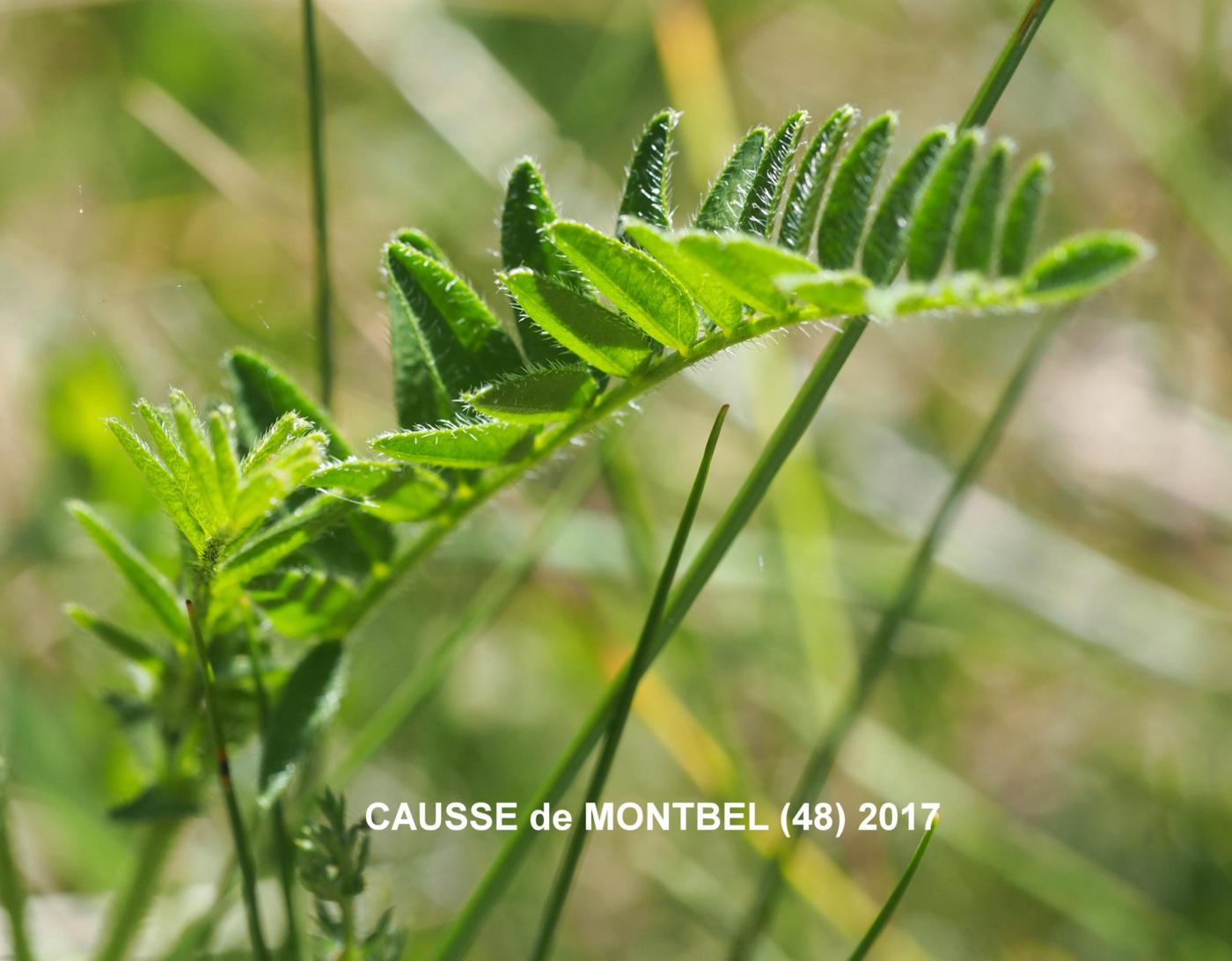 Milk-vetch, (Danish) leaf